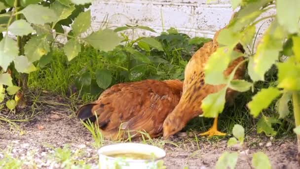 Kurczaki Wiosce Brązowe Kurczaki Pod Zielenią Pobliżu Piwnicy Wiejskiego Domu — Wideo stockowe