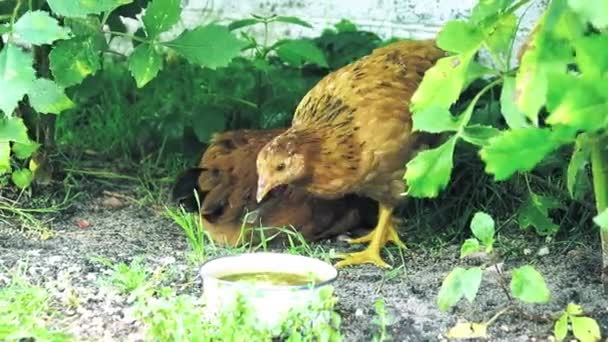 村里的小鸡 村庄房屋地下室附近的绿地下有褐色的小鸡 小鸡啄食一碗水旁边的沙子 — 图库视频影像