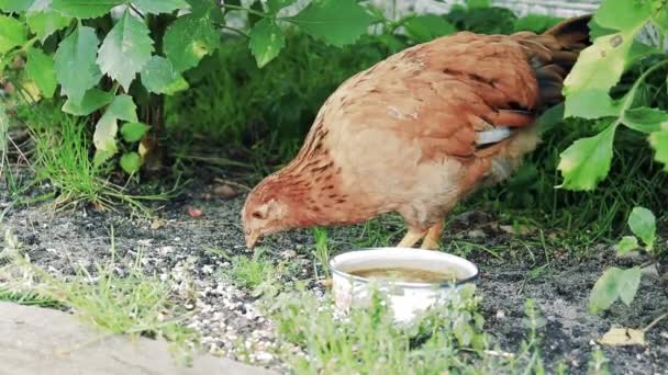 Kippen Het Dorp Bruine Kippen Onder Groen Bij Kelder Van — Stockvideo