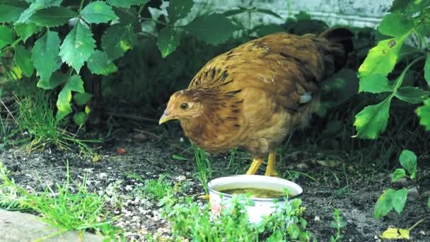 Kurczaki Wiosce Brązowe Kurczaki Pod Zielenią Pobliżu Piwnicy Wiejskiego Domu — Wideo stockowe