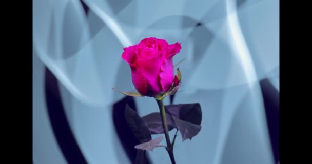 Rosa Solitaria Sobre Fondo Color Una Flor Sobre Fondo Cortinas — Vídeo de stock