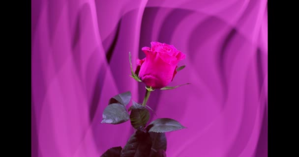 Rosa Solitaria Sobre Fondo Color Una Flor Sobre Fondo Cortinas — Vídeo de stock