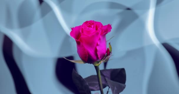 Una flor sobre un fondo de cortinas oscilantes en forma de parches de luz de colores. — Vídeo de stock