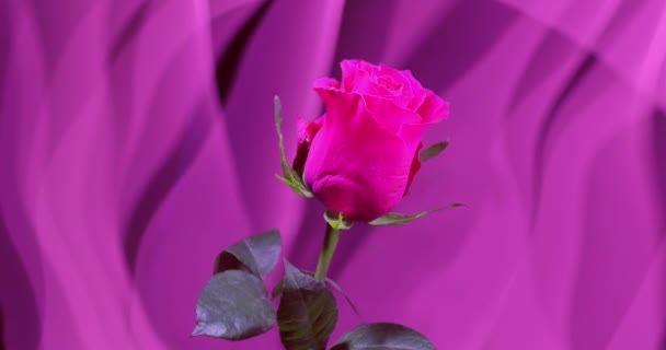 Una flor sobre un fondo de cortinas oscilantes en forma de parches de luz de colores. — Vídeo de stock