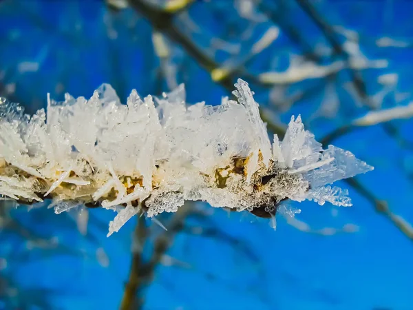 Des Branches Arbres Gelées Recouvertes Givre Contre Ciel Bleu Hivernal — Photo