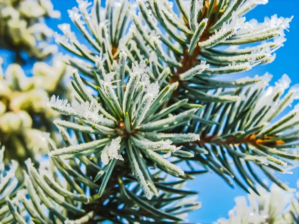 霜で覆われた青い冬の空に対する凍結した木の枝 緑のトウヒの針の近くに霜のファンシー結晶 — ストック写真
