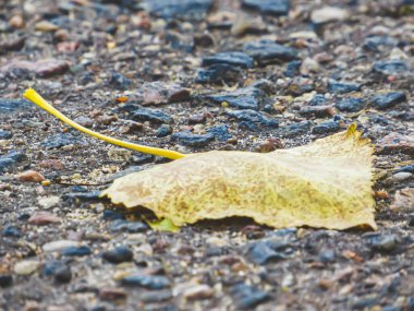 Eski gri asfaltta sarı kurumuş ağaç yaprakları. Parkta sonbahar yaprakları yakın planda.