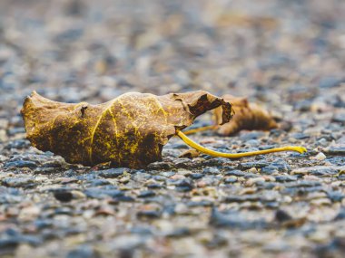 Eski gri asfaltta sarı kurumuş ağaç yaprakları. Parkta sonbahar yaprakları yakın planda.