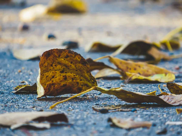 Gelbe Getrocknete Blätter Von Bäumen Auf Dem Alten Grauen Asphalt — Stockfoto