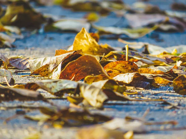 Gelbe Getrocknete Blätter Von Bäumen Auf Dem Alten Grauen Asphalt — Stockfoto