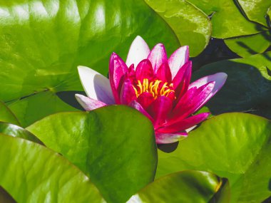 Nilüfer çiçeği, sıcacık güneş tarafından aydınlatılır. Bahçede parlak zambaklar. Yaz doğasının hoş kokulu renkleri..