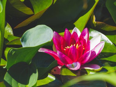 Nilüfer çiçeği, sıcacık güneş tarafından aydınlatılır. Bahçede parlak zambaklar. Yaz doğasının hoş kokulu renkleri..