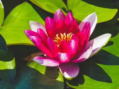 Nilüfer çiçeği, sıcacık güneş tarafından aydınlatılır. Bahçede parlak zambaklar. Yaz doğasının hoş kokulu renkleri..