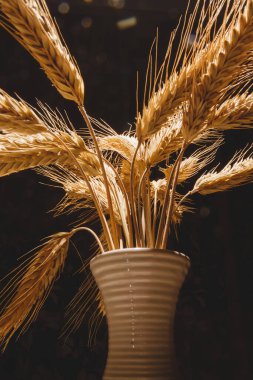 Çavdarın sarı kulakları koyu bir arkaplanda..