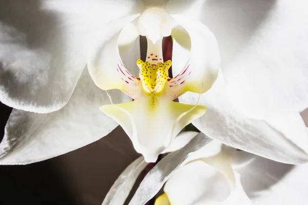 Flor de orquídea blanca de cerca sobre un fondo oscuro. — Foto de Stock