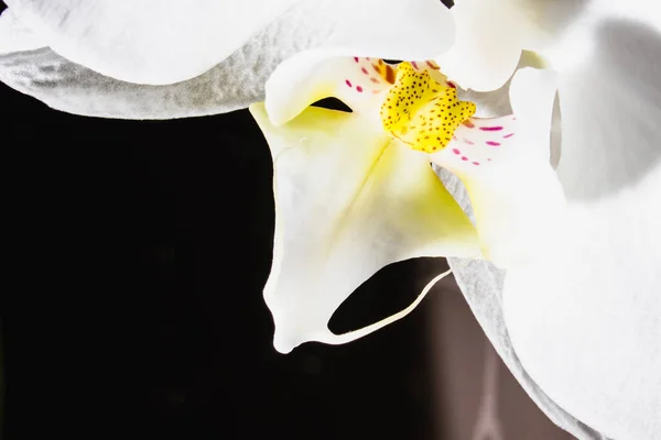 Weiße Orchideenblume in Nahaufnahme auf dunklem Hintergrund. — Stockfoto