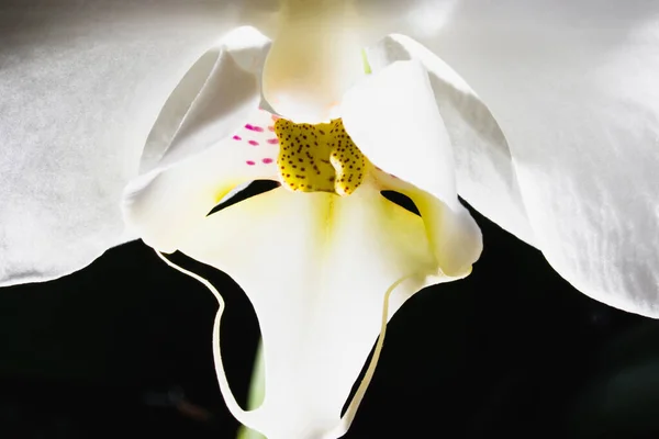 Flor de orquídea blanca de cerca sobre un fondo oscuro. — Foto de Stock