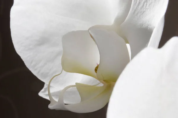 Flor de orquídea blanca de cerca sobre un fondo oscuro. — Foto de Stock