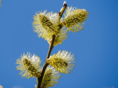 Çiçekli söğüt baharın habercisidir..