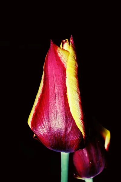 Tulipas Amarelas Vermelhas Brilhantes Após Uma Chuva Noturna Primavera Botão — Fotografia de Stock