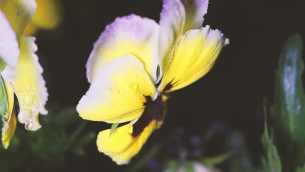 Plants Dewdrops Spring Night Rain Swayed Gusts Wind Yellow Violet — Stock Video