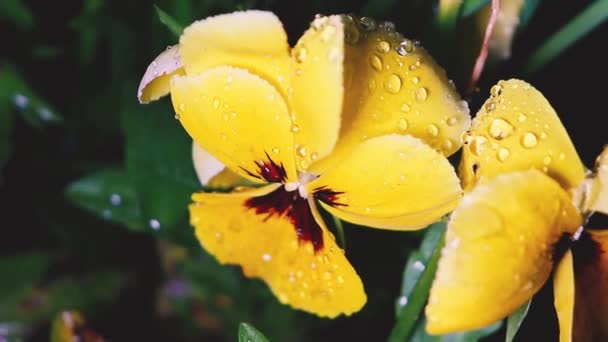 植物は春の夜の雨の後 風の突風に飲み込まれた 露滴で覆われた黄色の紫色の花 — ストック動画