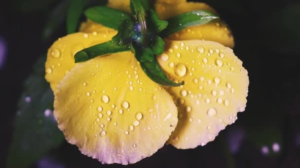 春夜雨过后 植物在露珠中摇曳 被大风吹动 黄色的紫罗兰花 上面有露珠 — 图库视频影像