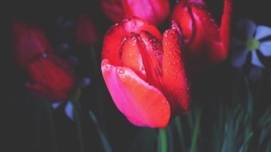 Bir bahar gecesi yağmurundan sonra çiğ damlalarında bitkiler.