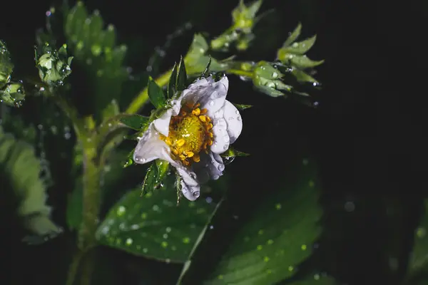 Fábrica Morango Florescente Gotas Orvalho Depois Uma Chuva Noite Primavera — Fotografia de Stock