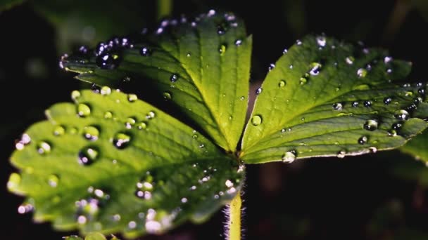 Растения Капли Росы После Весеннего Ночного Дождя Влиянием Порывов Ветра — стоковое видео