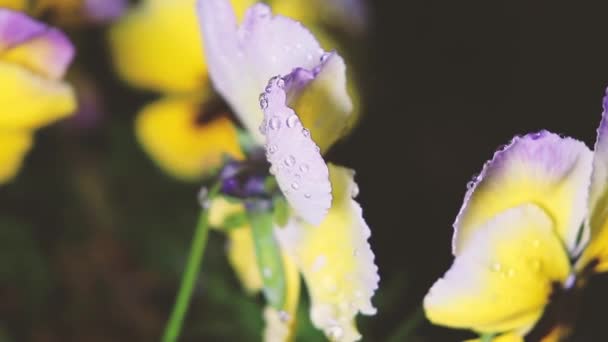 春夜雨过后 植物在露珠中摇曳 被大风吹动 黄色的紫罗兰花 上面有露珠 — 图库视频影像