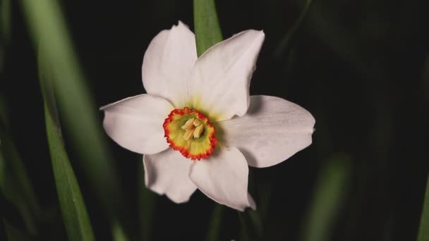 Planten Dauwdruppels Een Lentebui Bewogen Door Windstoten Witte Narcis Bloem — Stockvideo