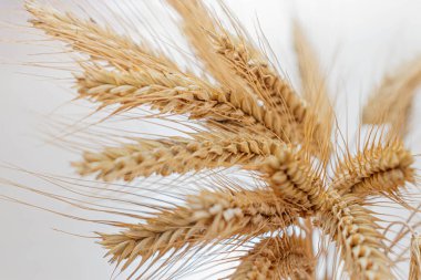 Hafif arka planda sarı bir çavdar buketi.