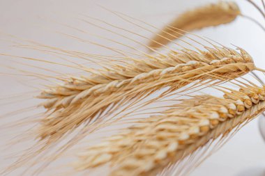 Hafif arka planda sarı bir çavdar buketi.