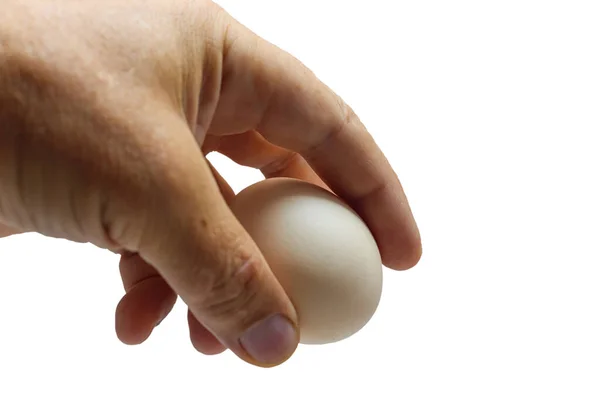 White chicken egg in hand close-up. Isolated. An egg in the hand of a man on a light background.