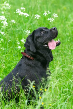 Black Labrador Retriever dog clipart