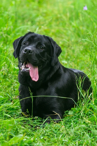 Preto labrador retriever cão — Fotografia de Stock