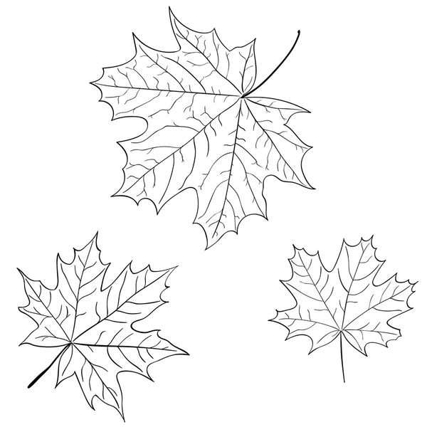Feuille d'érable, symbole de la nature, vecteur monochrome, isolée, contour — Image vectorielle