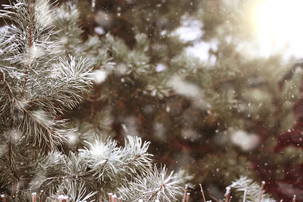 Fondo con ramas de abeto cubiertas de nieve — Foto de Stock
