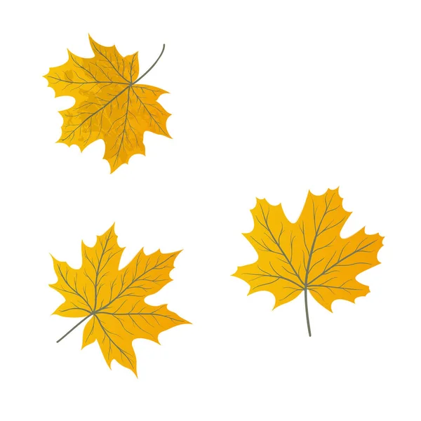 Feuilles d'érable isolées sur un blanc — Image vectorielle