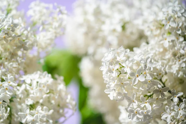 Witte lila bloemen — Stockfoto