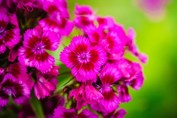 꽃피는 터어 키 의화초 — 스톡 사진
