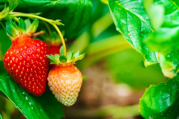 Frische reife Erdbeere — Stockfoto