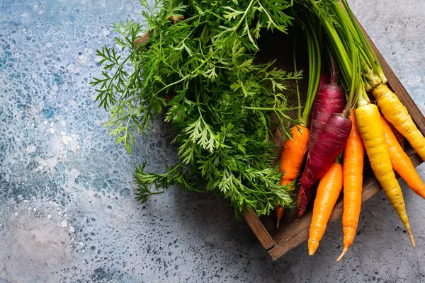 Bunte Regenbogenmöhre — Stockfoto