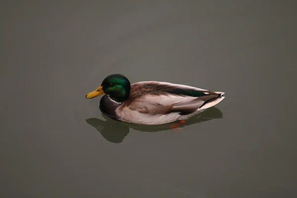 Portrait of a wild duck — Stock Photo, Image