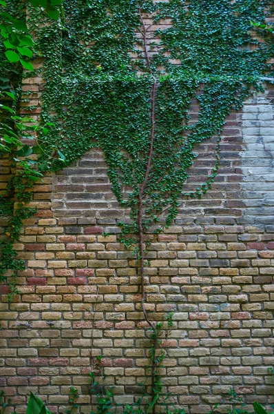 Steinmauer und grüne Pflanzen — Stockfoto