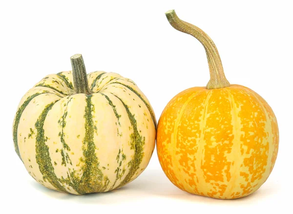 Zucca decorativa zucca — Foto Stock