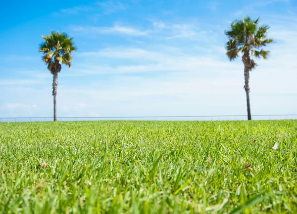 Palmbomen in het gras — Stockfoto