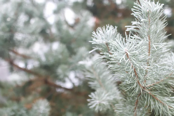 Ramas de abeto cubiertas de nieve — Foto de Stock