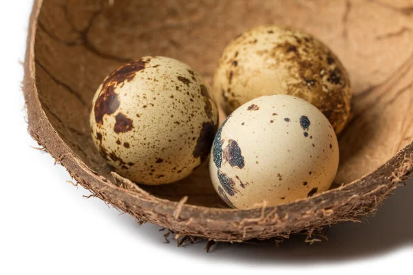Quail eggs in a cup of coconut shell — Stock Photo, Image